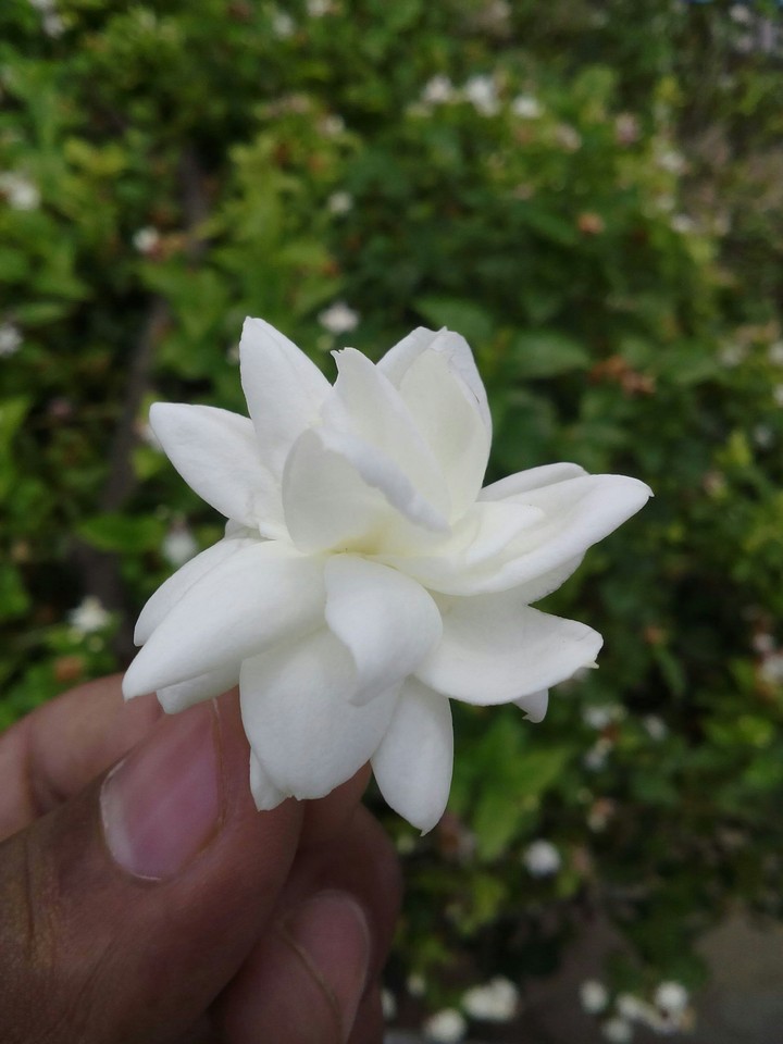 Mogra flower
