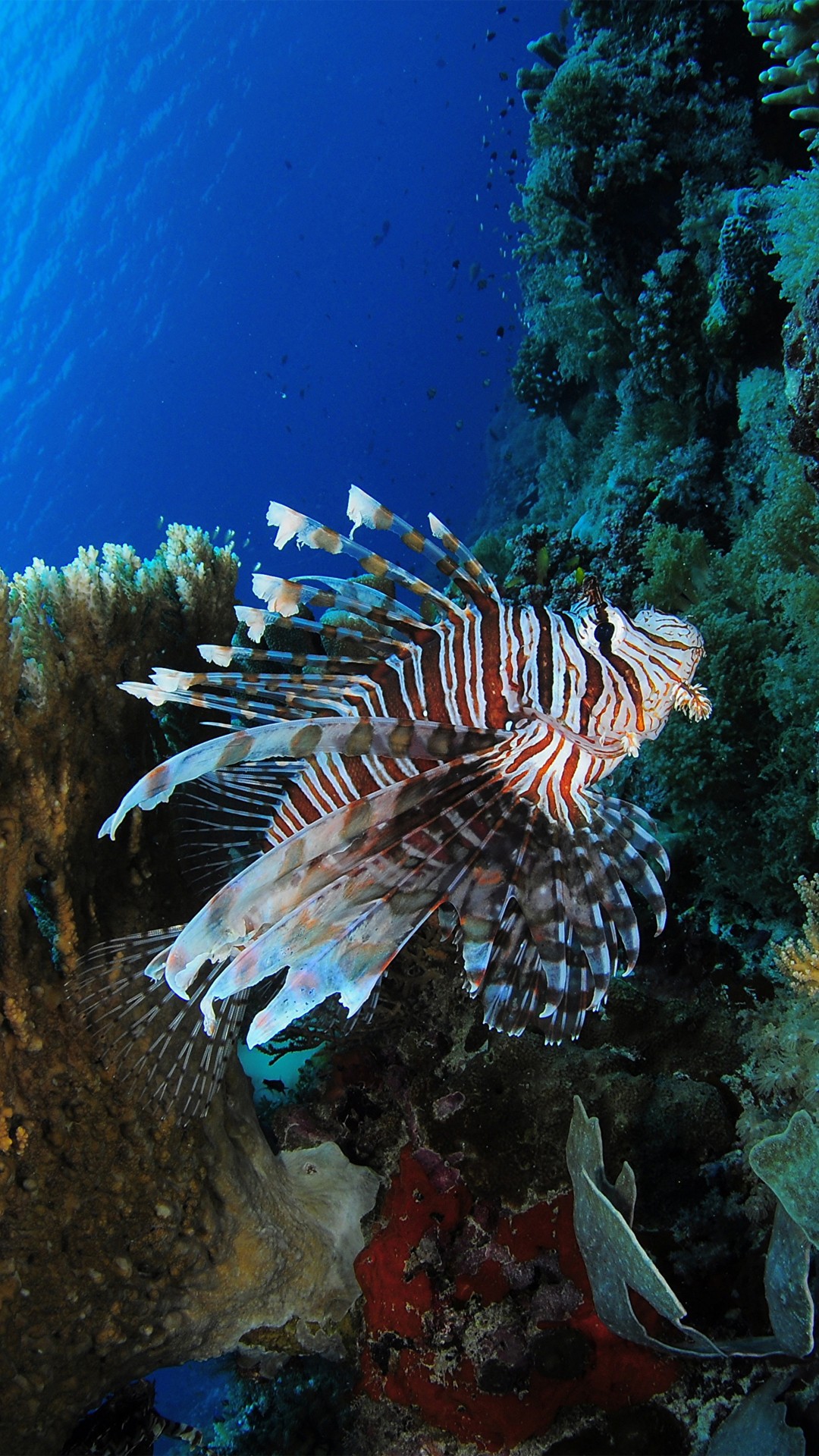 sfondi Water, fish