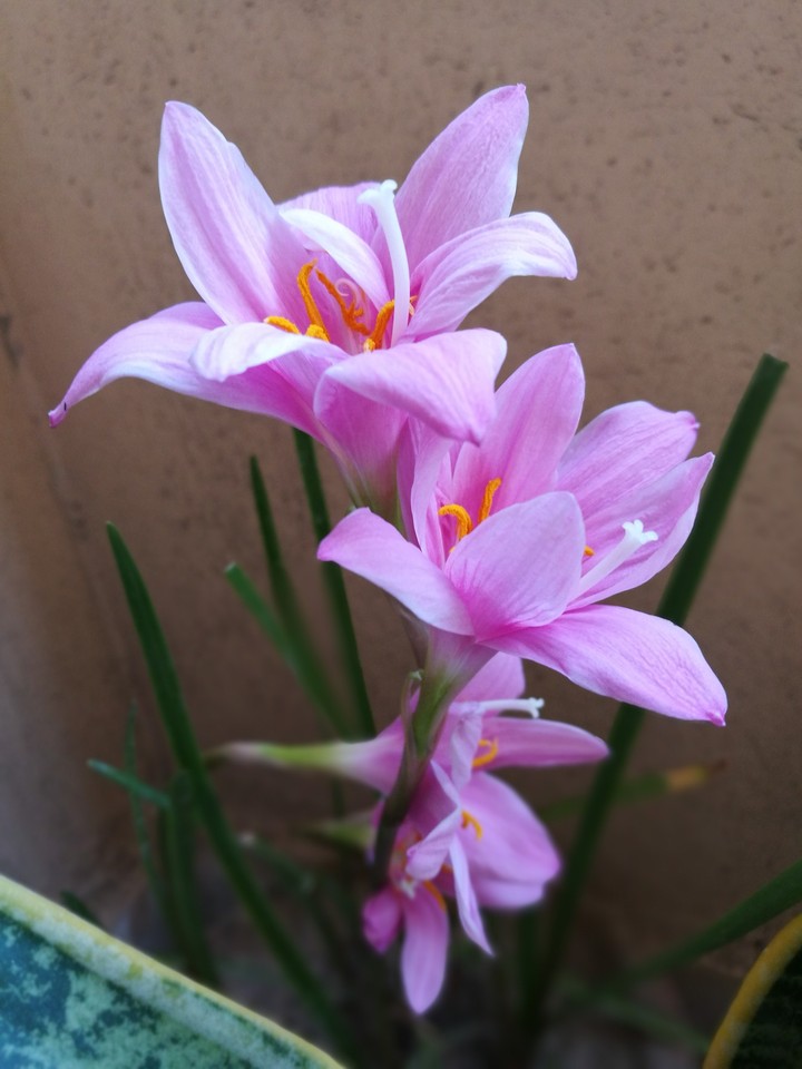 pink