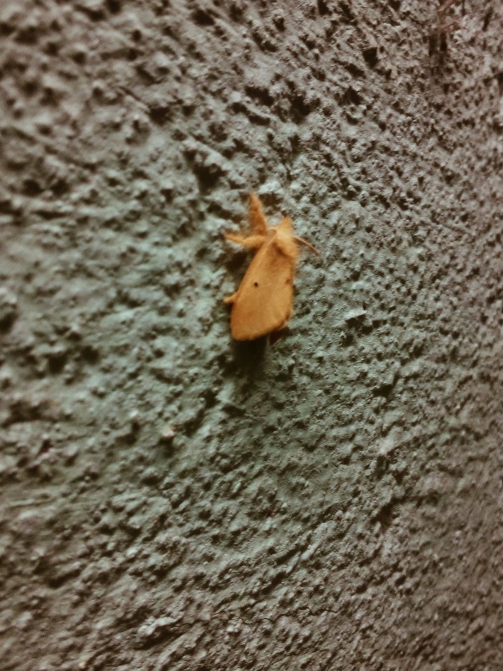 fly