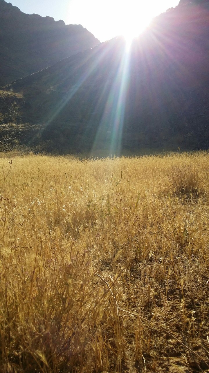 sunshine