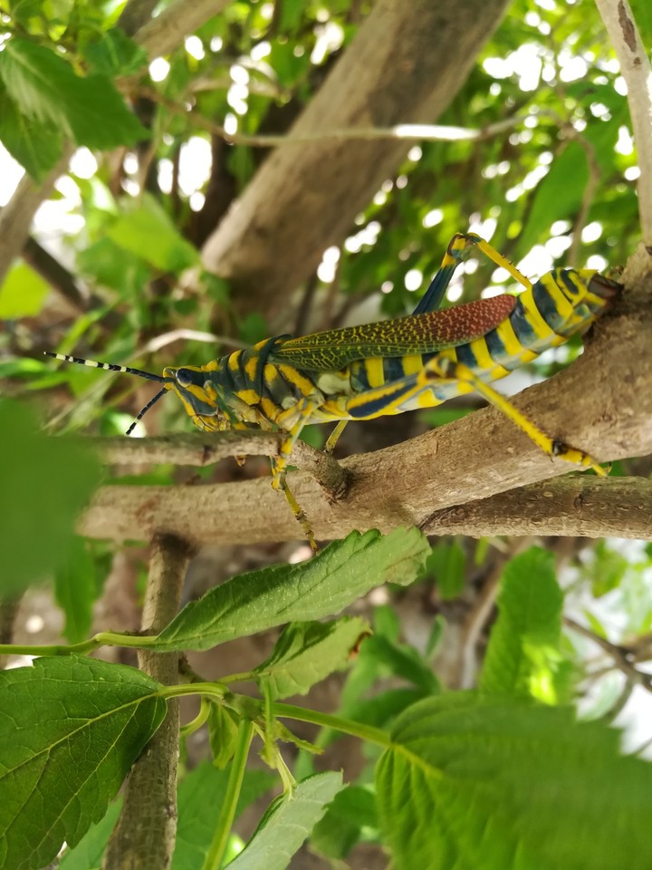 beauty of grasshopper