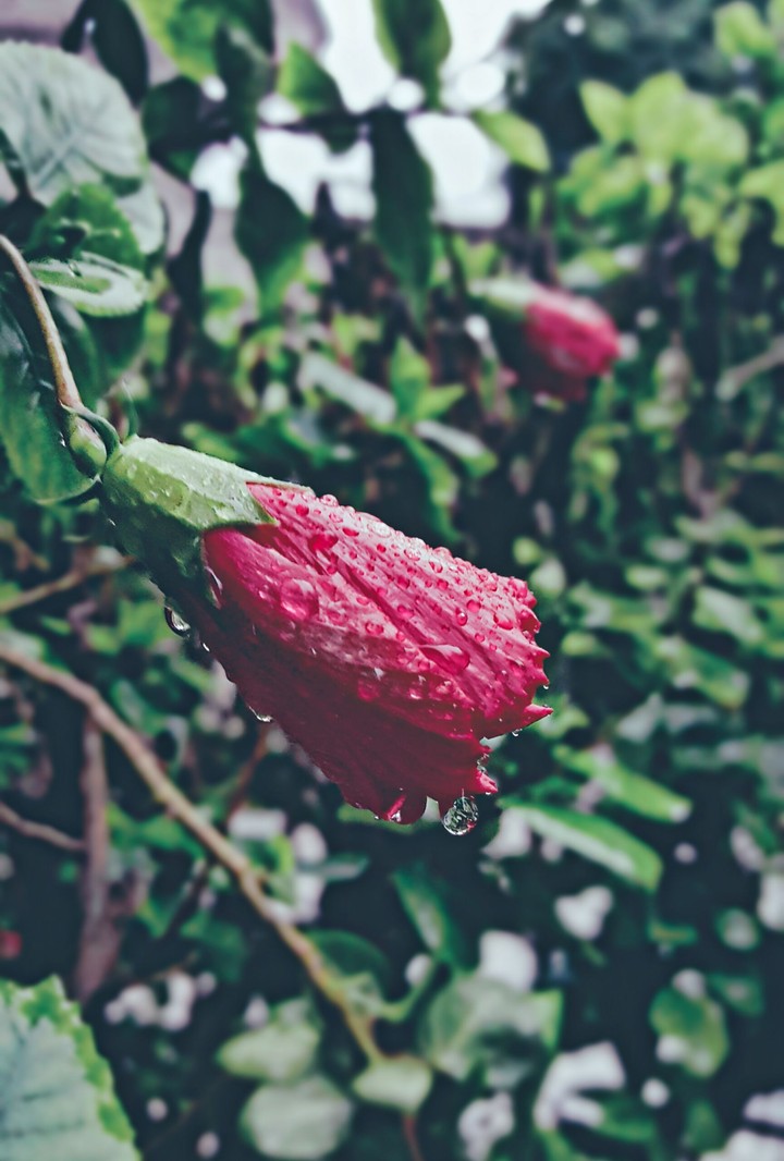 red flower