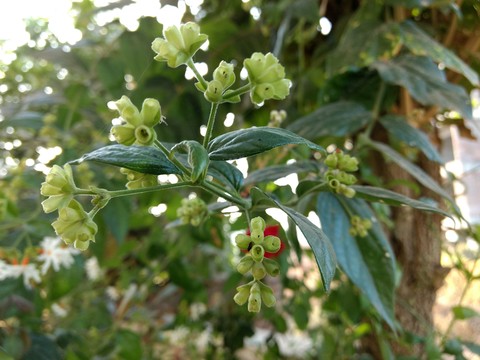 Natural Green