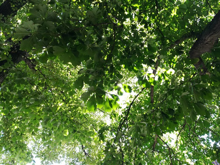 Under the tree