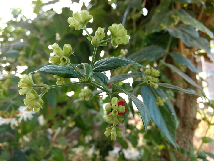 Natural Green