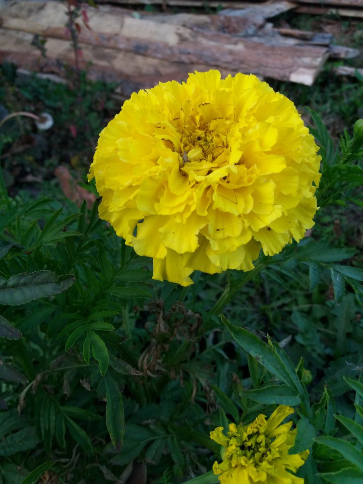 Yellow flower