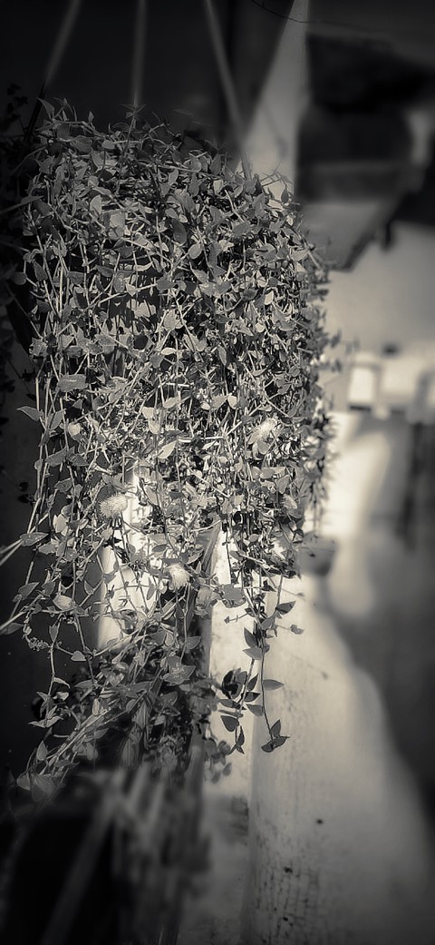 black and white plant
