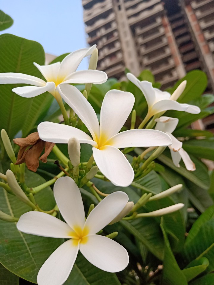White flower