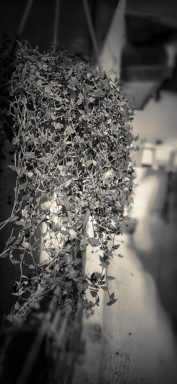 black and white plant