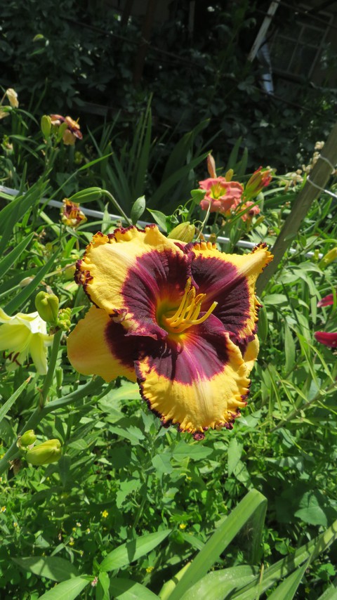 lily