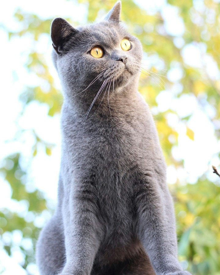 Котик