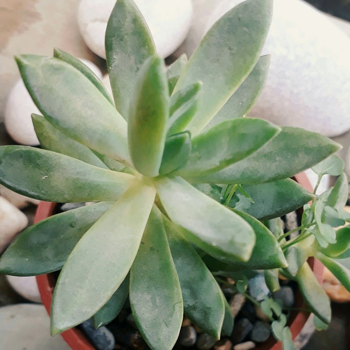 Succulent