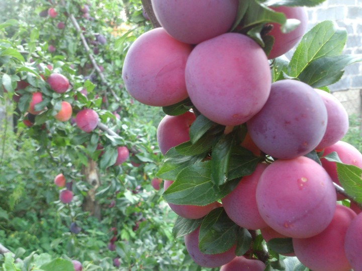 plums