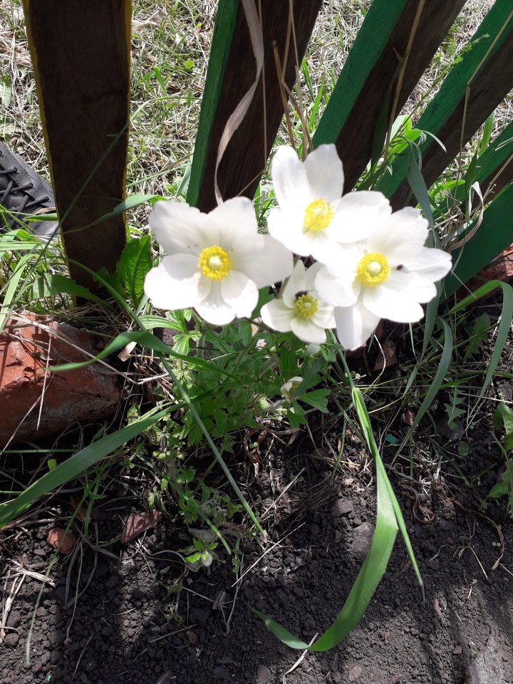 Белый анемон /  White anemone