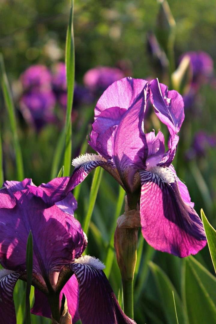 iris