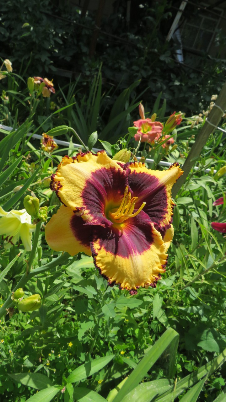 lily