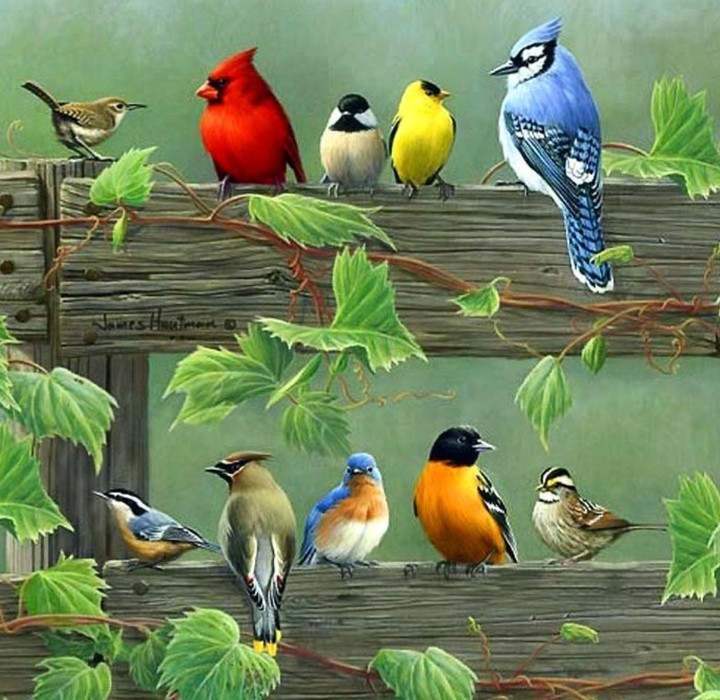 Bird species