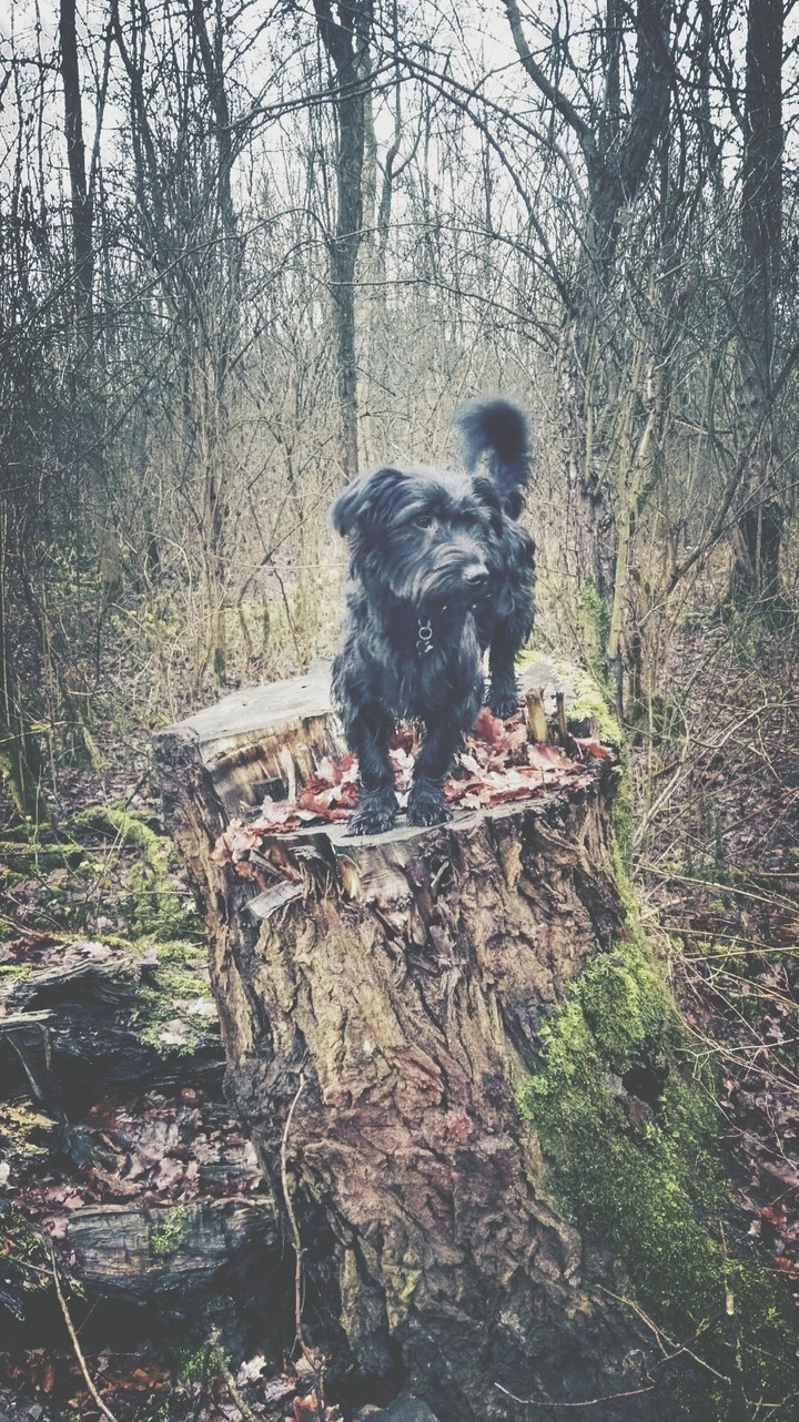 dog in the forest