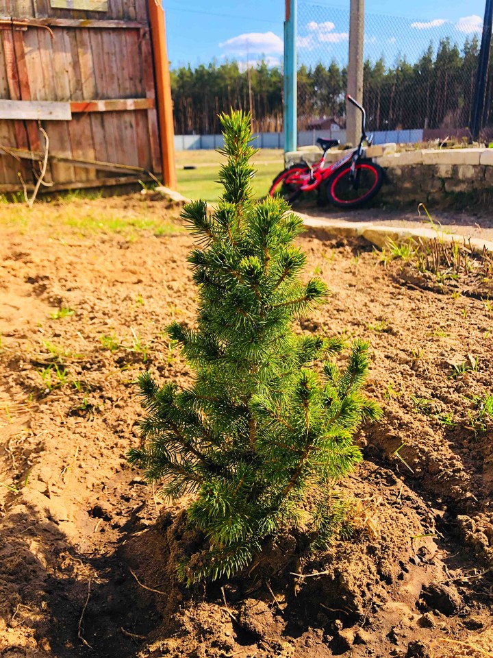 tree