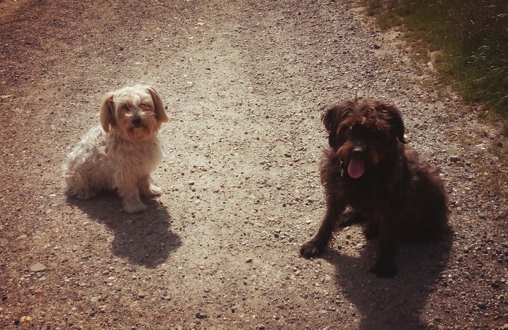 Hunde