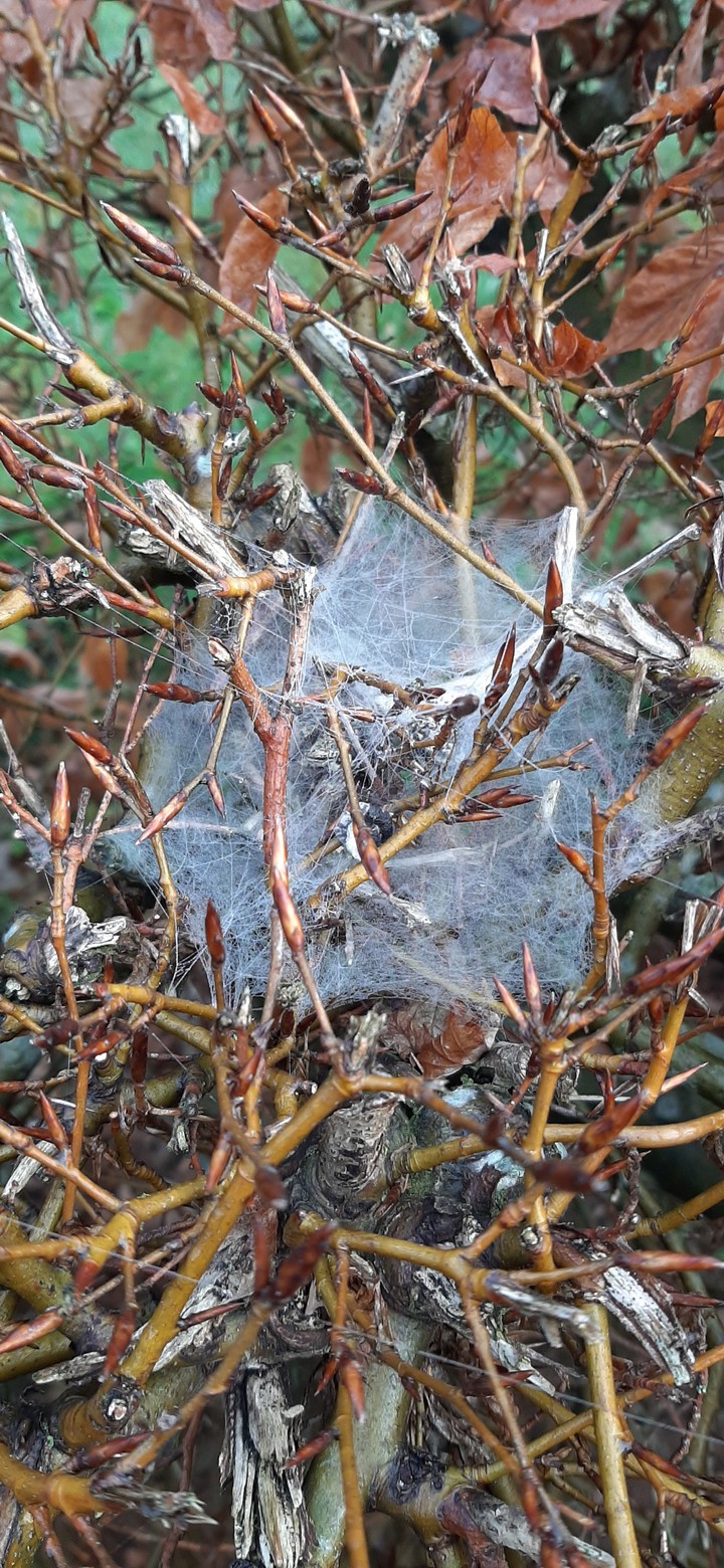 misty spin rag