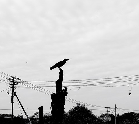 electricity, bird वॉलपेपर