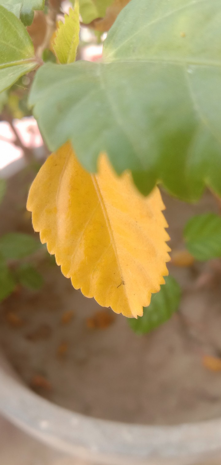 #leaf