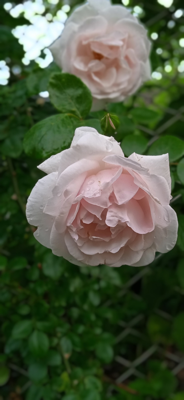 roses