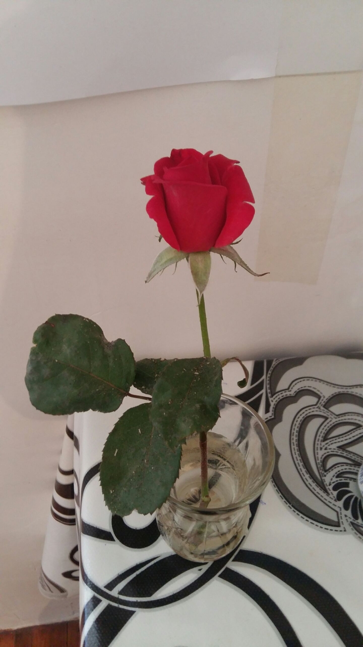 rose