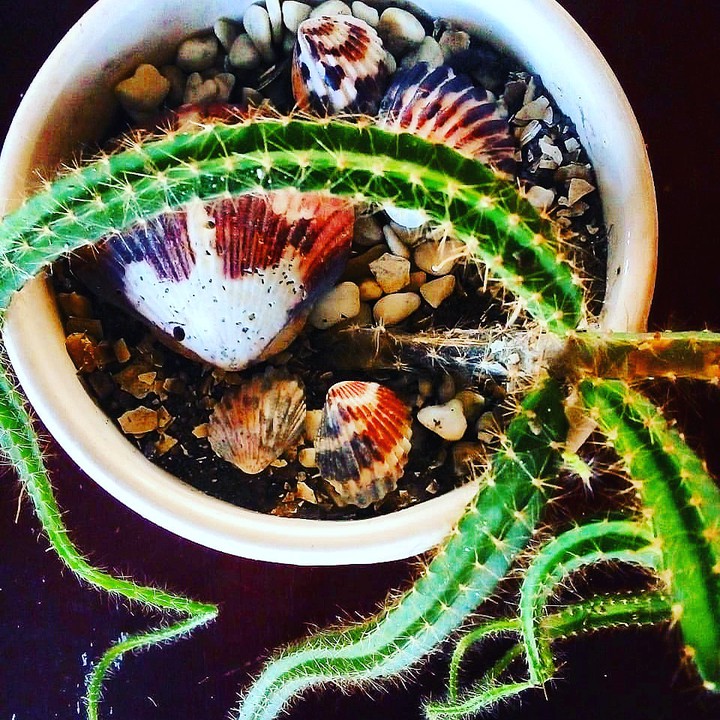 PLANT