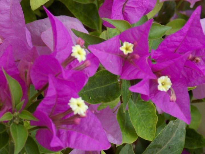 flowers