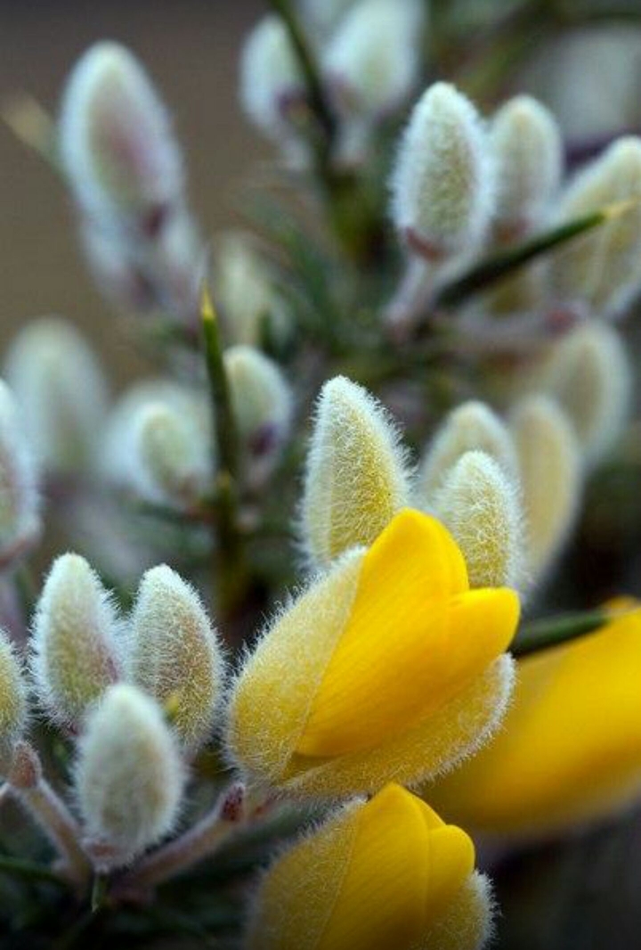 Pussy-willow