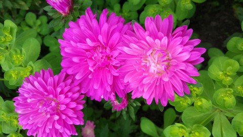 street flowers
