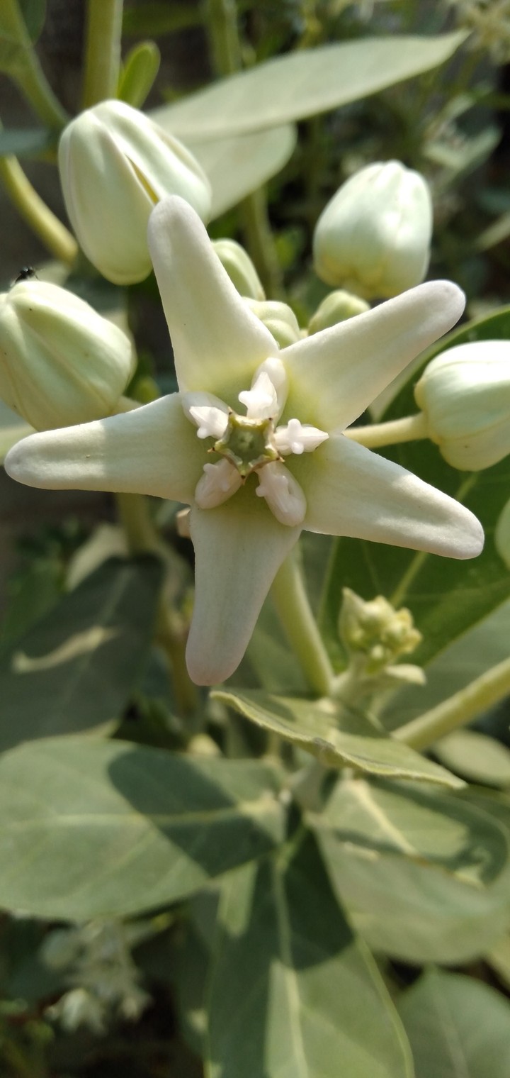 it's a small flower in the jilledi chettu