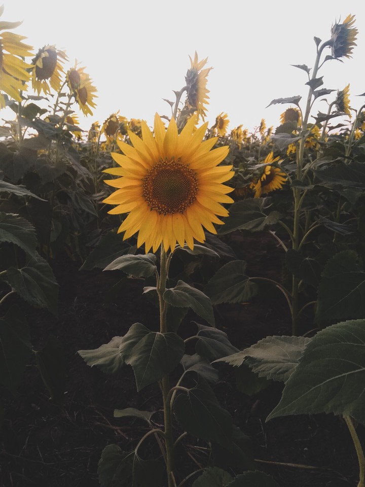 sunflower