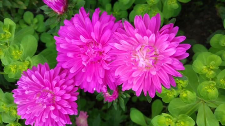 street flowers