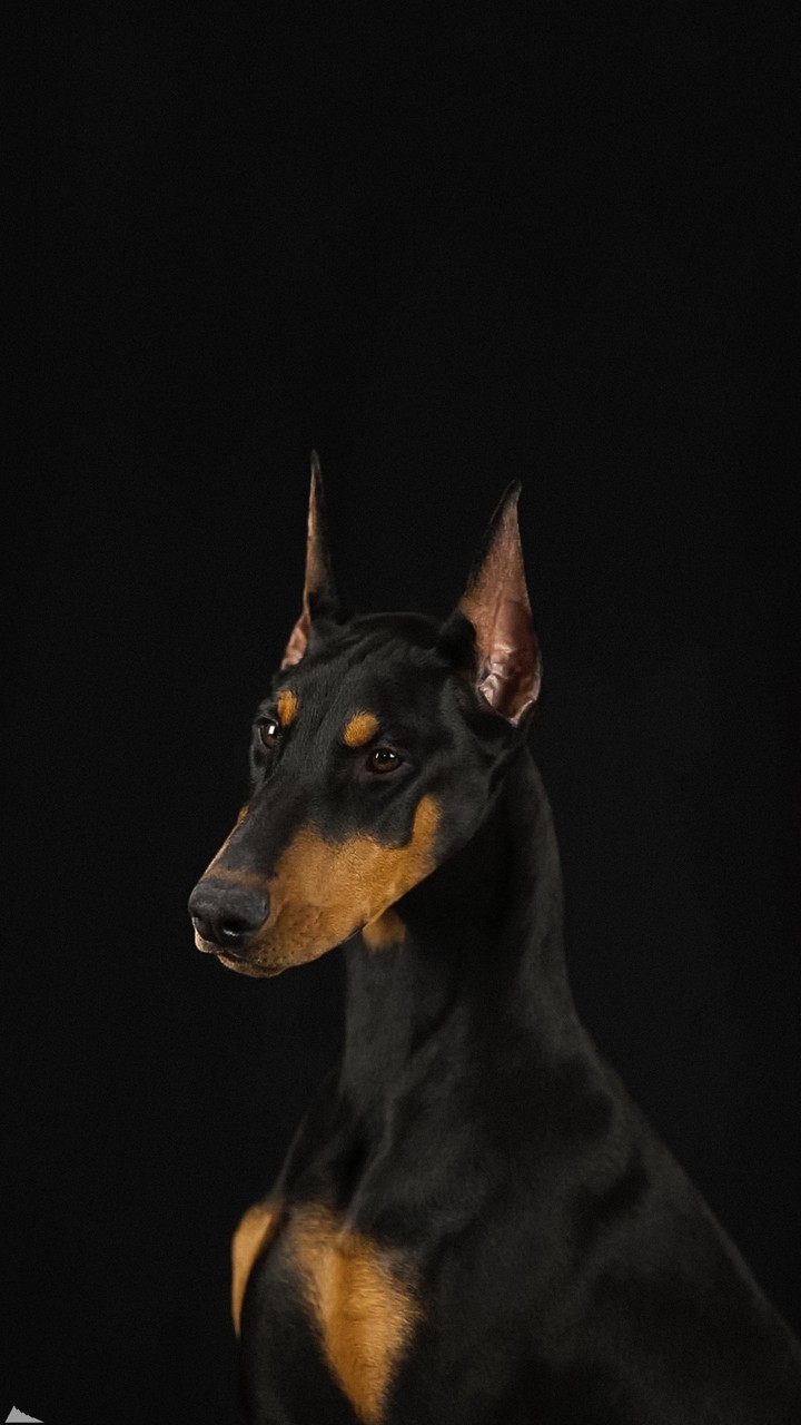 dobermann