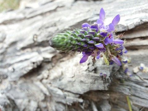 flor