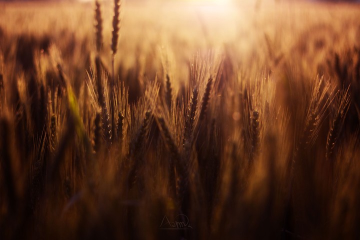 season