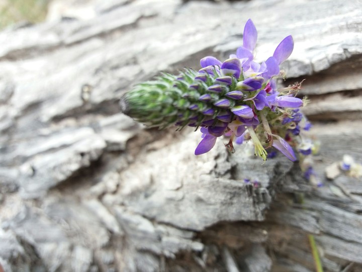 flor