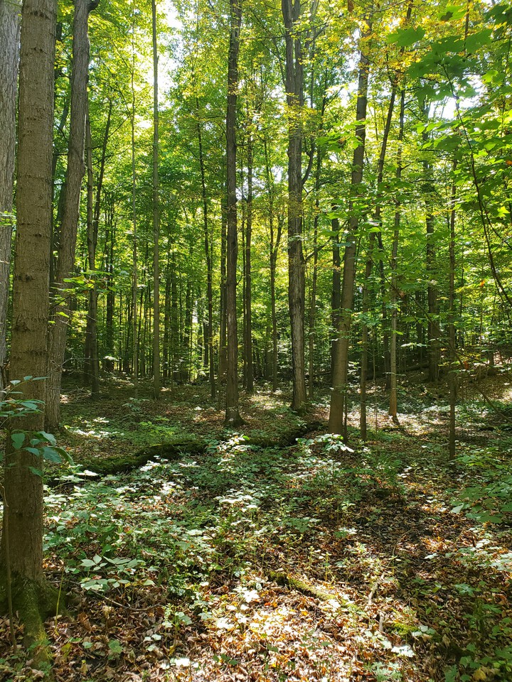 Beautiful Woodland Area