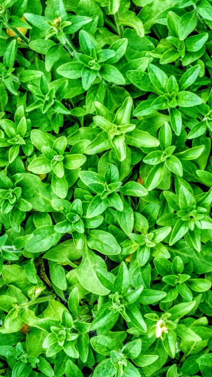 Greenery
