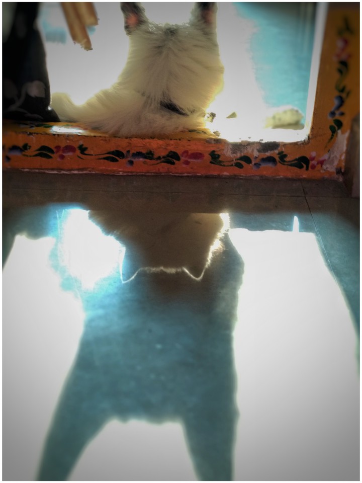 doggy