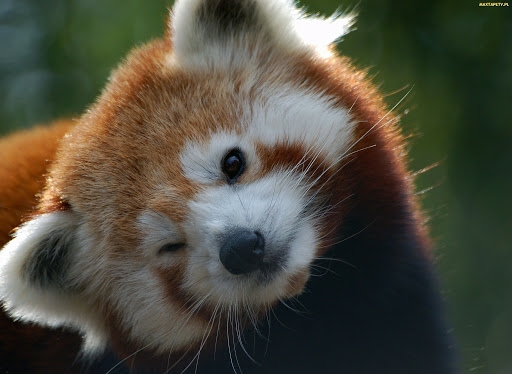 panda mała