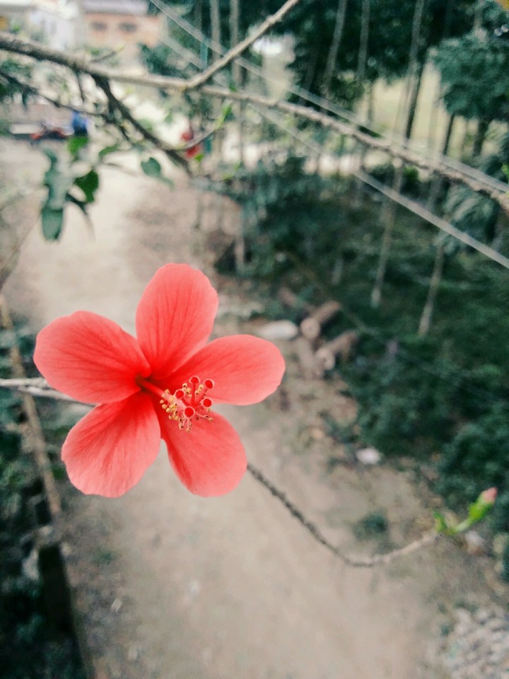 a red hibiscus with bud