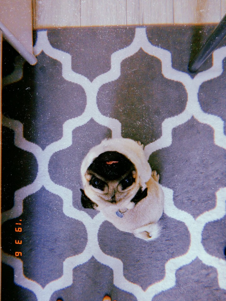 Photo by Huji. Model: my dog Napi