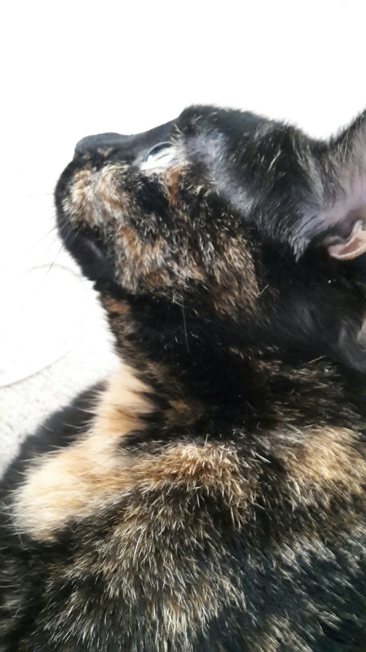 sweet Chikita
