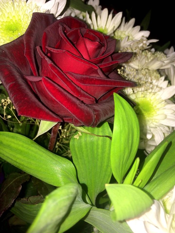 #flower#rose