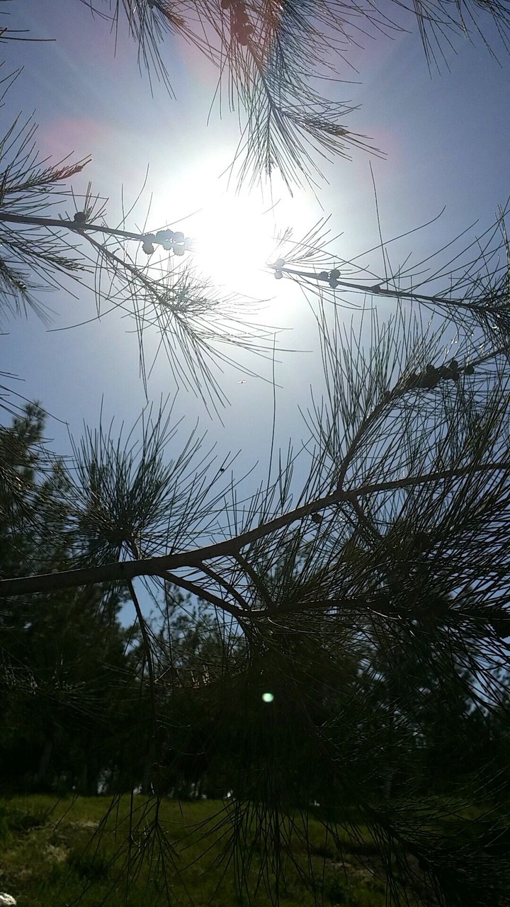 nature